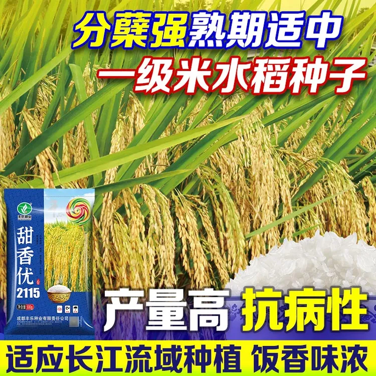 国审甜香优2115水稻种一级香米质长粒香米水稻种植水稻种子购买