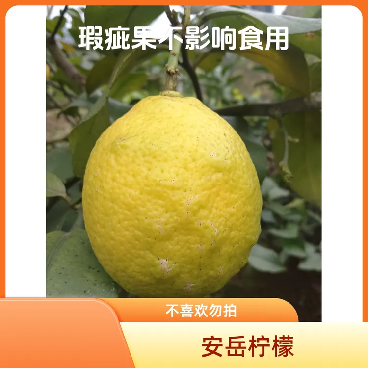 安岳柠檬瑕疵果不喜欢勿拍