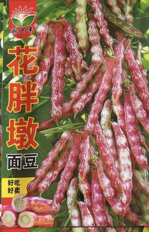 花胖墩豆角种子鼓豆面豆