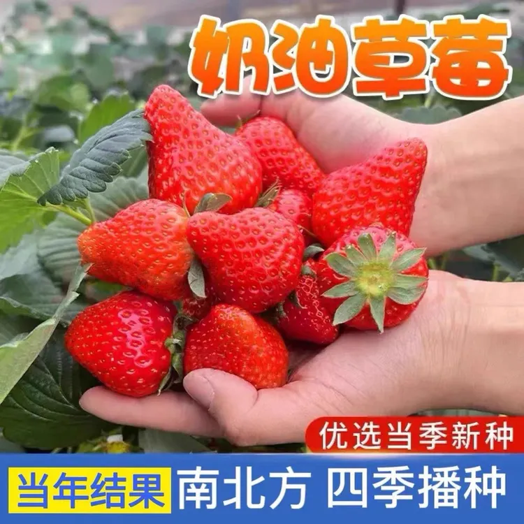 四季奶油草莓种子食用香甜大果草莓新手易种阳台盆栽水果蔬菜种籽