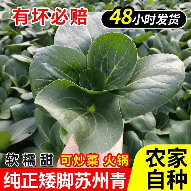 顺丰包邮苏北露天苏州青农家大黑菜露天青菜鲜嫩太湖青菜青菜新鲜