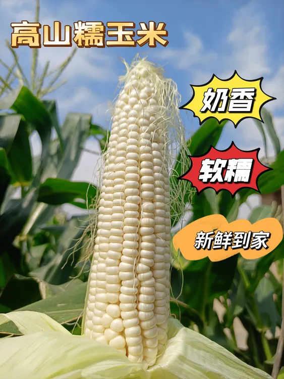 攀枝花高山奶香白糯玉米  精品优选 现摘现发 软糯Q弹 不加保鲜剂