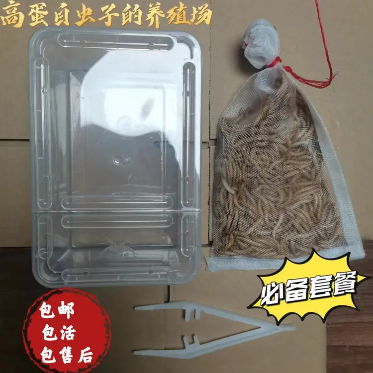 优质面包虫200条+养殖小盒子+麦麸镊子，鸟鱼龟仓鼠都爱吃大麦虫