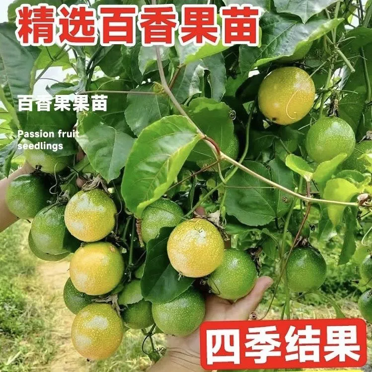 新品种纯甜黄金9号百香果嫁接苗黄金百香果苗四季结果