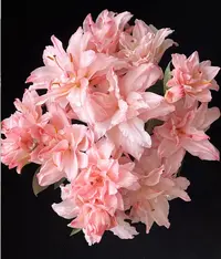 2头女神吸色重瓣百合-（实物以直播间为准）