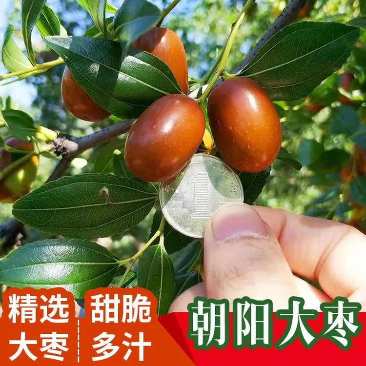 辽宁朝阳大枣平顶枣现摘现发产地直发甜中带酸酸甜可口嘎嘣脆