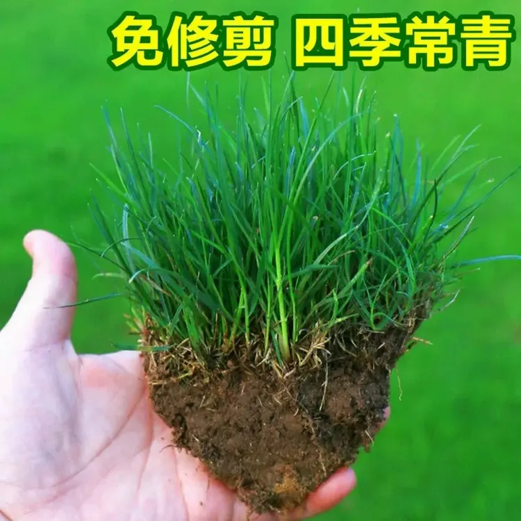 草坪草籽四季常青护坡狗牙根马尼拉地毯草种子百慕大黑麦草种籽孑