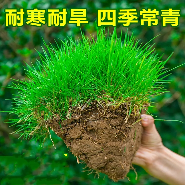草坪草籽种子四季常青绿化地毯草黑麦草高羊茅护坡草皮种子草种籽商品图