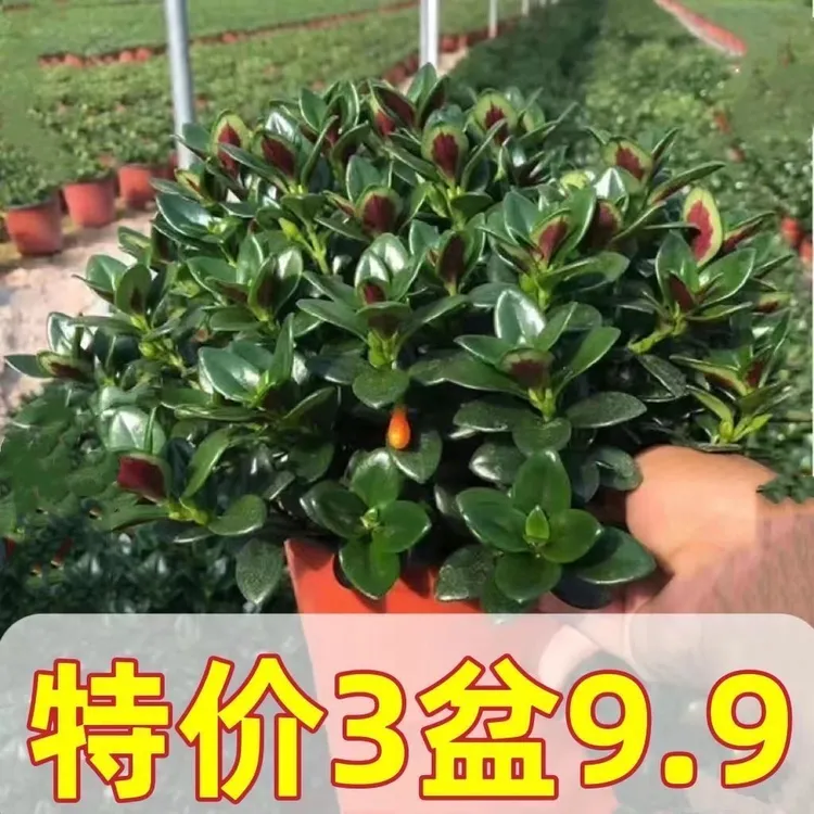 [年年有余】金鱼吊兰室内吸甲醛盆栽绿植去异味植物美观好养花卉