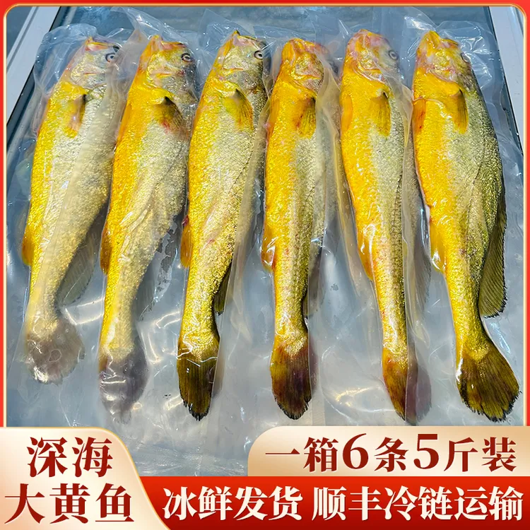 真正宁德深海大黄鱼，深夜捕捞，冰鲜发货，一箱6条5斤装，顺丰包邮商品图