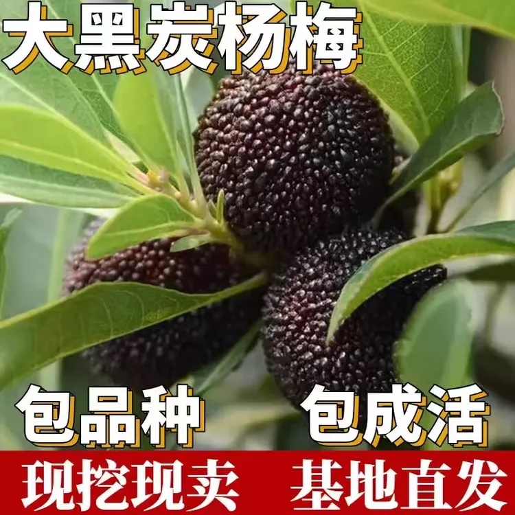 大果黑炭杨梅东魁杨梅嫁接苗种植带土带叶当年结果南北方庭院盆栽