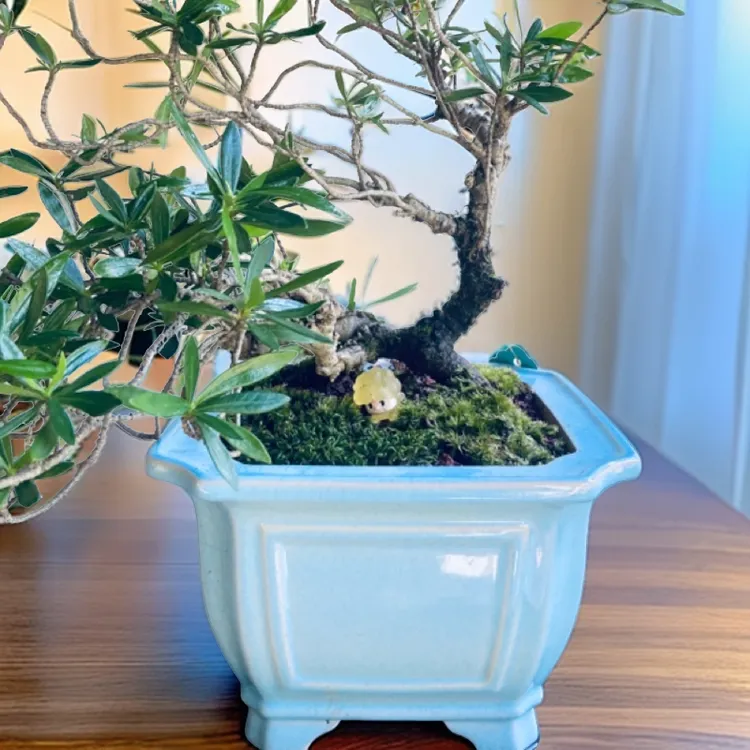 海岛栀子盆景素材水栀子姬丁香法莲栀子花老桩
