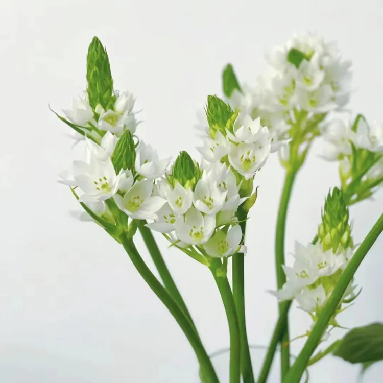 白色雀梅  颜值高  云南鲜花  昆明基地直发 室内家庭插花花材