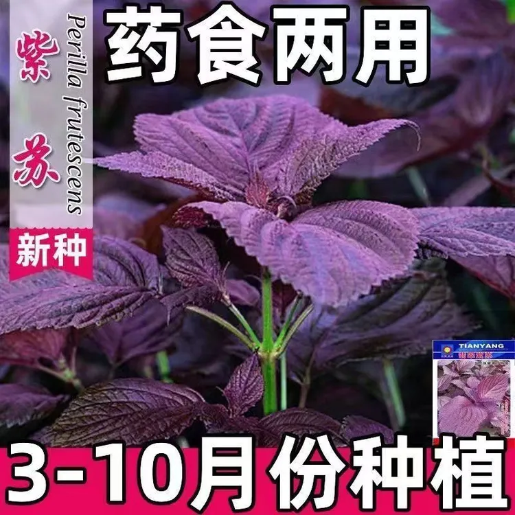 紫苏种子精选大叶紫苏种籽可食用双面红紫苏四季耐热阳台盆栽