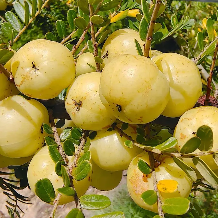 潮汕金灶崩坎油甘果