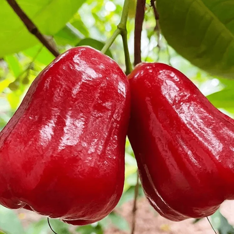 【顺丰/京东】黑金刚莲雾果鲜甜爽口清香清脆多汁清甜脆爽新鲜商品图