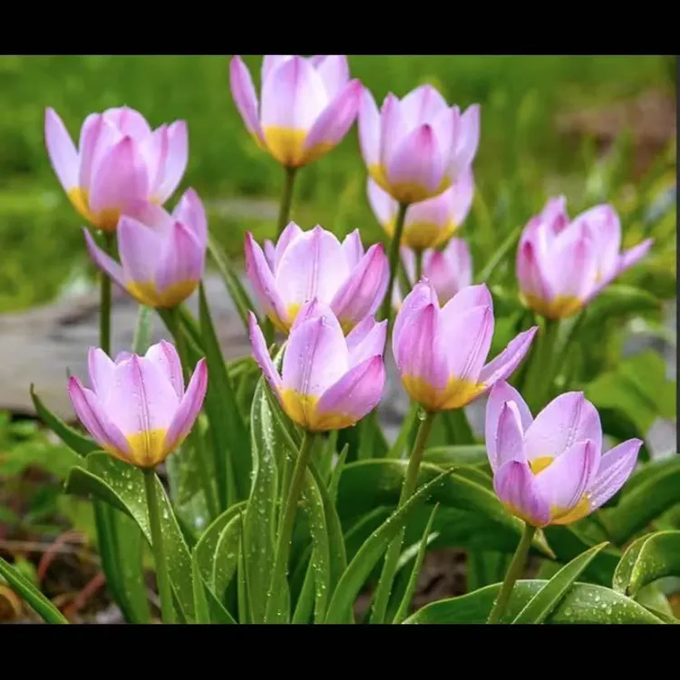 多年生原生郁金香复花性好盆栽地栽庭院花园阳台种植