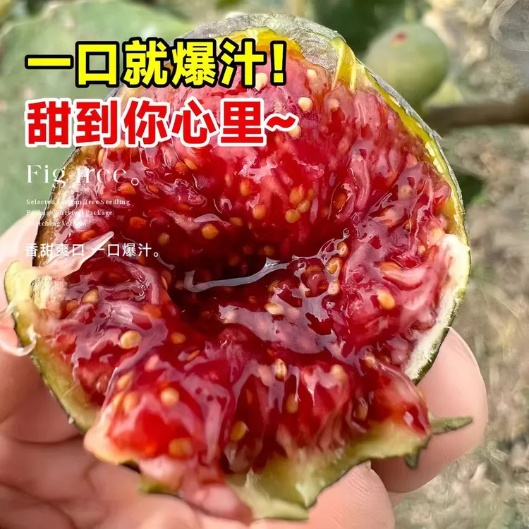 威海青皮无花果树果苗盆栽特大果老桩阳台种植水果树庭院四季耐寒