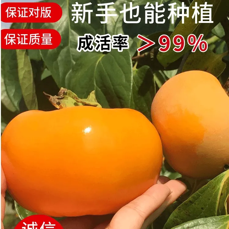 嫁接太秋甜柿子树苗阳丰脆柿子庭院盆栽南北方种植果树苗耐寒柿苗