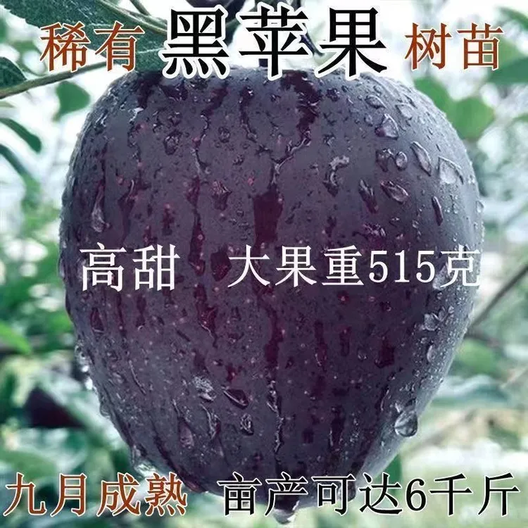 正宗黑钻苹果树苗冰糖心苹果耐寒黑卡苹果苗庭院南北方种植当年结