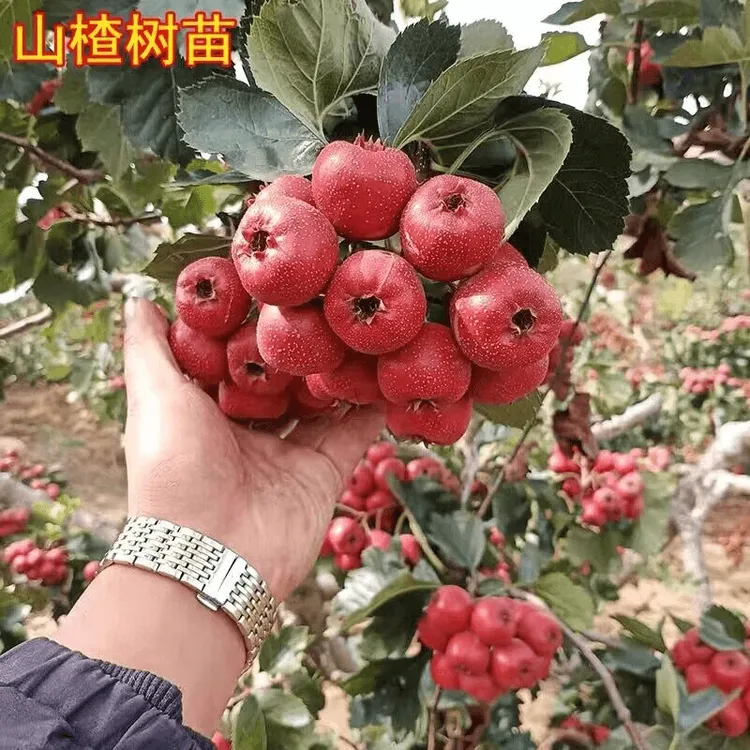 大果甜山楂树活苗盆栽甜红子山楂苗水果苗当年结果南北方耐寒种植