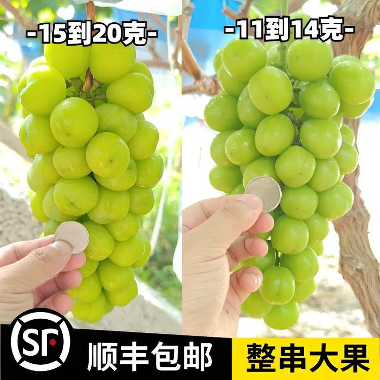 顺丰包邮澧县阳光玫瑰多汁新鲜大果纯甜无籽当天采摘晴王青提葡萄
