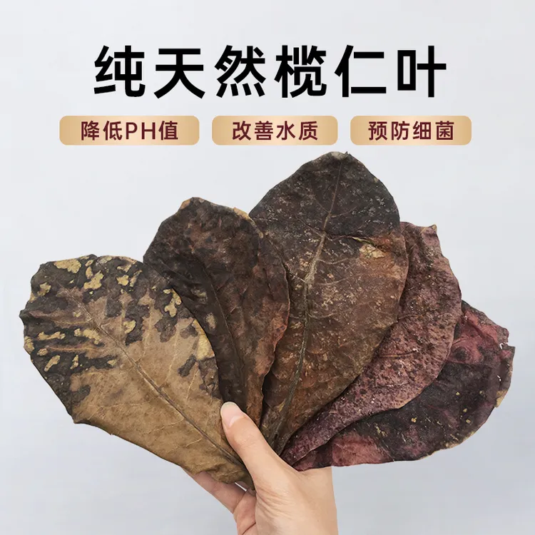 免煮榄仁叶斗鱼懒人叶鱼缸降酸PH值调节剂水族液态乌龟橄榄叶茶包