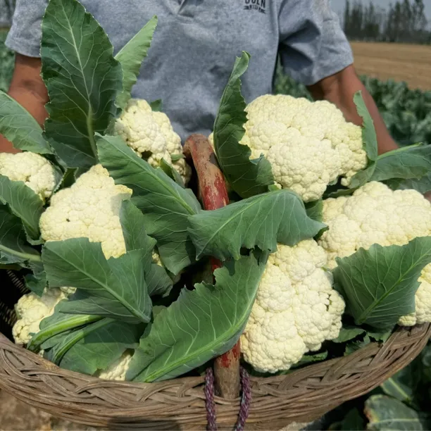 【霜打花菜】露天种植霜打应季散花菜现砍现发新鲜采摘青梗松花菜