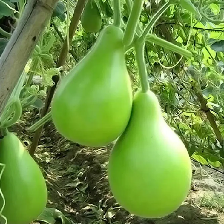 【农家自种】河南菜葫芦皮薄肉厚鲜嫩多汁产地直发现采现发