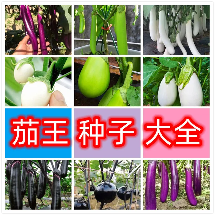 高产茄子种子紫长茄子绿长茄子圆茄王白茄子种子四季播种蔬菜种籽