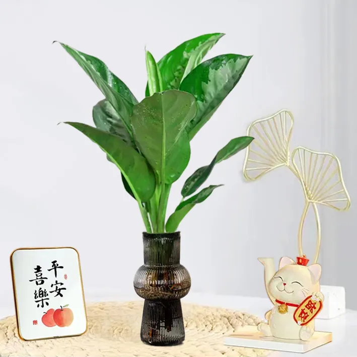 雅丽皇后盆栽净化空气好养植物客厅办公室绿植吸甲醛