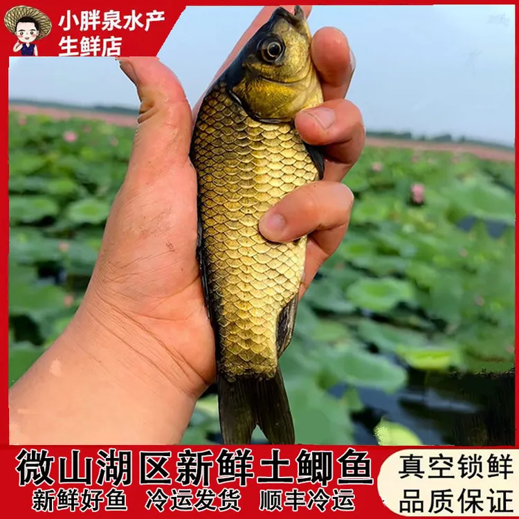 小胖泉微山湖区活鱼现杀淡水小鲫鱼土鲫鱼孕产妇下奶月子炖汤