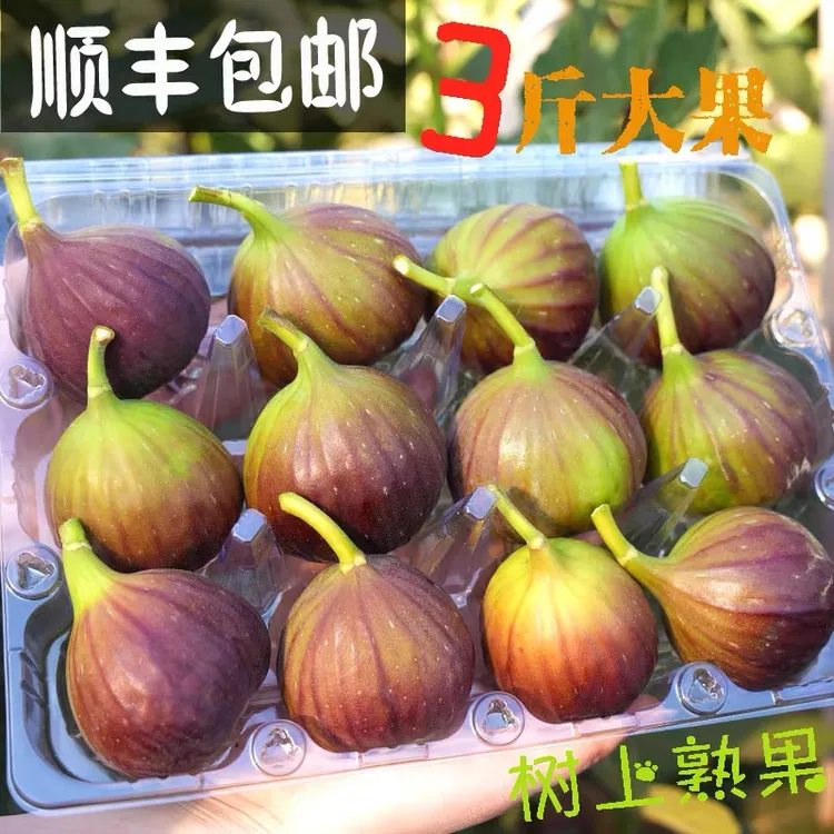 【顺丰包邮送上门】云南红皮无花果新鲜水果3斤，谷耘滇