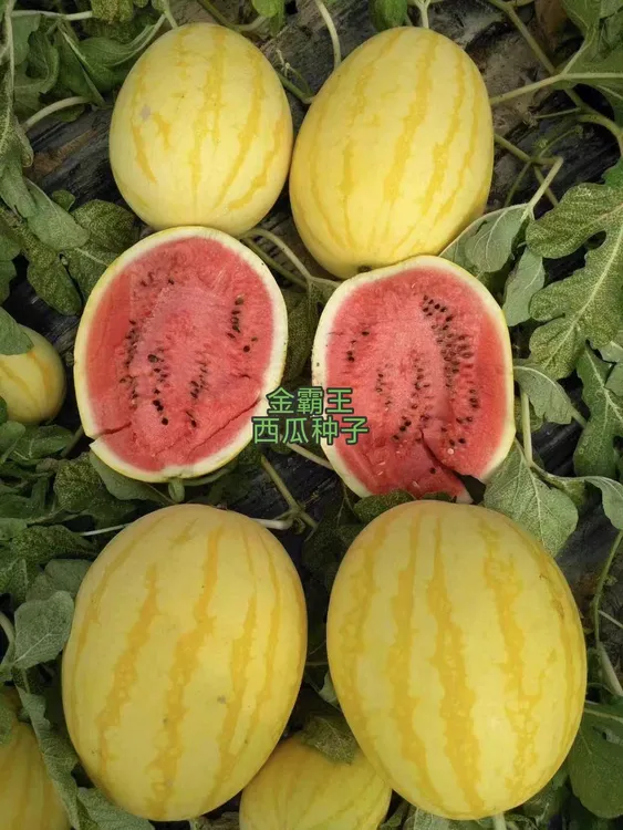 然龙金霸王黄皮红肉西瓜种子（200粒/袋）