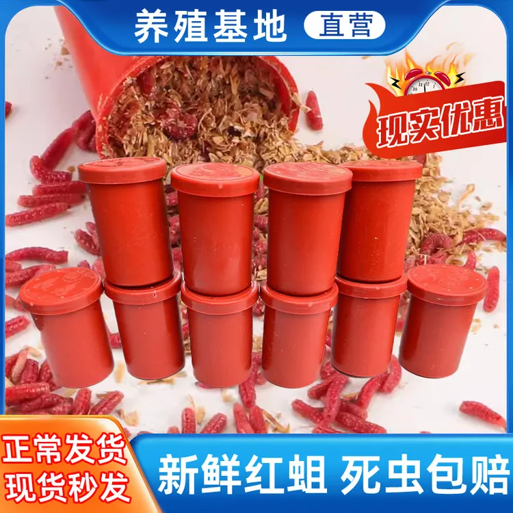鲜活红蛆虫石斑鱼溪哥垂钓钓鱼浓腥味活性强营养高品质好极速发货