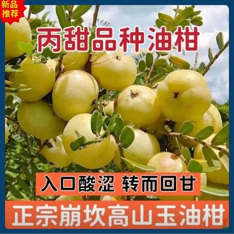 广东甜种油甘果树苗余甘子果苗南方果苗嫁接大果甜油甘果树苗带土