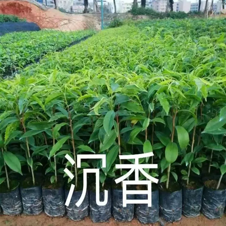 名贵苗木正宗海南沉香树苗沉香苗庭院种植造林绿化苗沉香苗