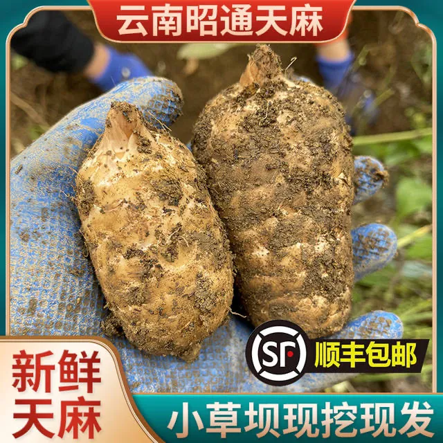 云南昭通正宗小草坝新天麻现挖现挑1-3-5顺丰包邮