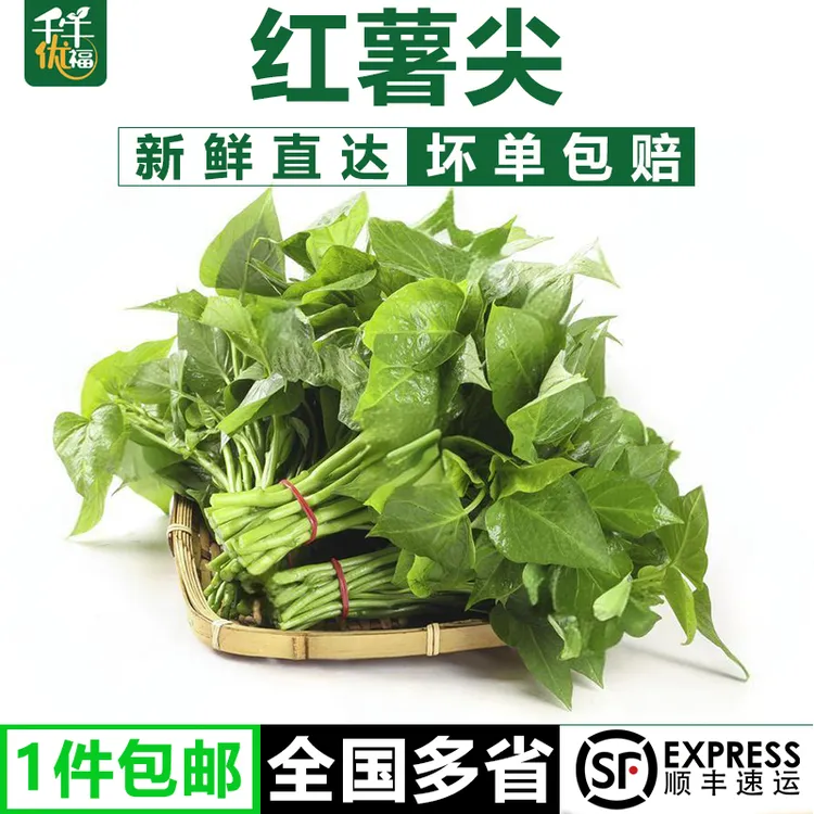 红薯叶新鲜专吃叶子地瓜叶嫩尖农家自种食用番薯叶苕尖天然蔬菜