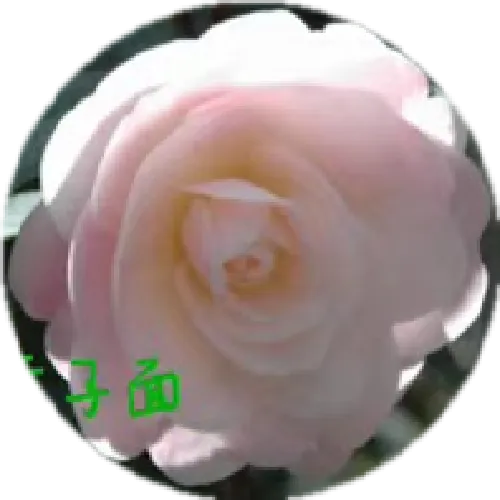 珍稀童子面又名粉面含春追雪 名贵稀有福建龙岩精品茶花花卉绿植