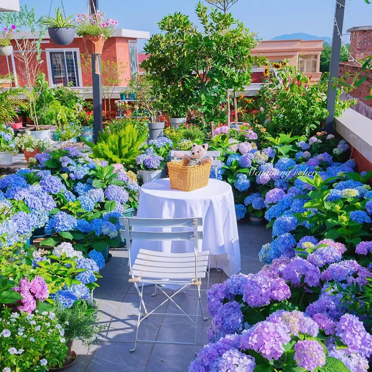 新【买三送一】云南基地直发2到3年绣球大苗绣球花盆栽地栽花园 