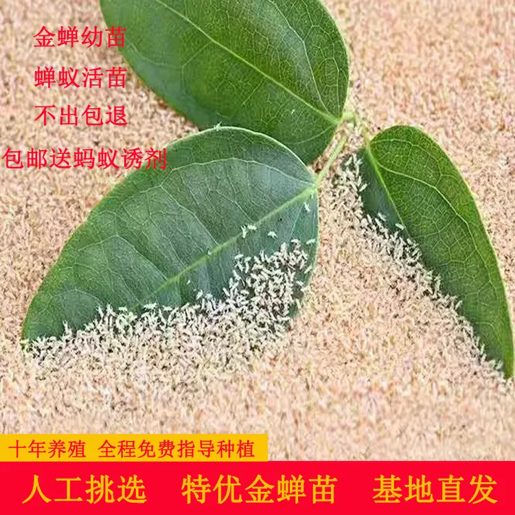 金蝉幼苗金蝉子知了猴鲜苗蝉蚁幼虫养殖爬叉种卵鲜活卵金蝉幼虫苗