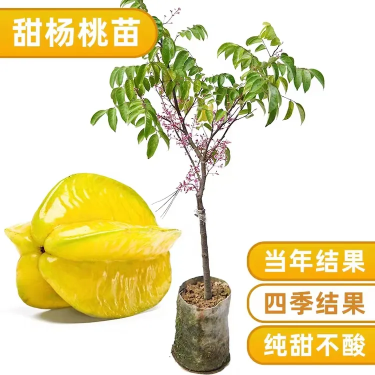甜杨桃树苗 盆栽地栽四季开花结果 冬季会落叶 春天发芽 