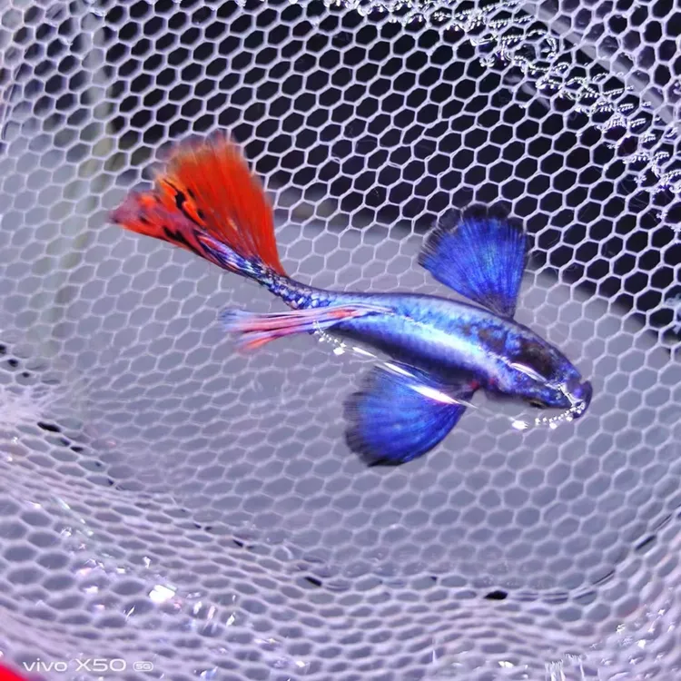 泰系大耳马赛克孔雀鱼小型热带胎生孔雀鱼观赏鱼饲养红蓝养殖水族