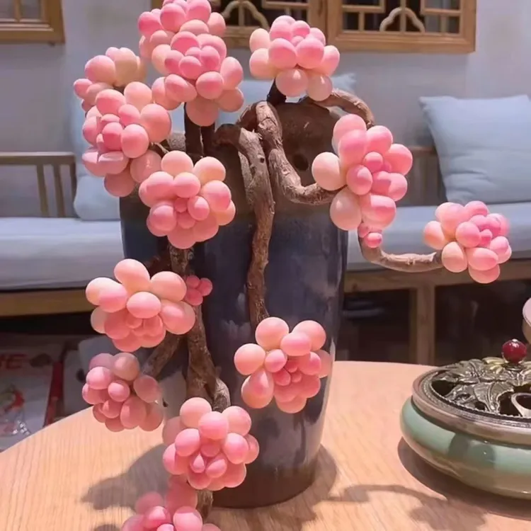 精品老桩桃蛋群生稀有多肉四季好养净化空气防辐射花卉绿植