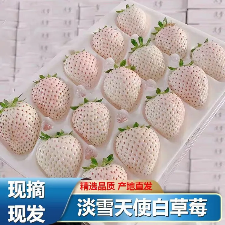 【顺丰包邮】淡雪天使白草莓新鲜现摘草莓白雪公主草莓香甜清甜1斤
