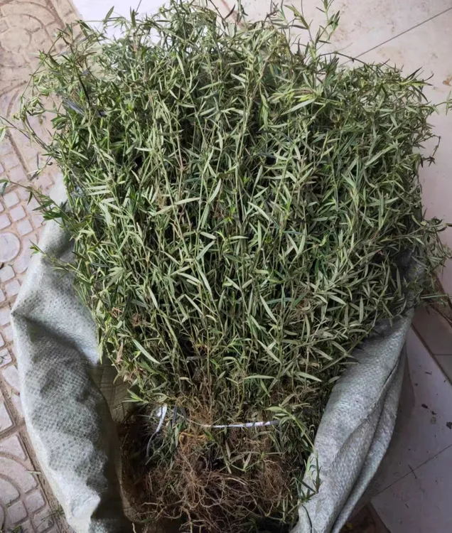 高山石上柏 白花蛇舌草晒干 500克 野生中药材