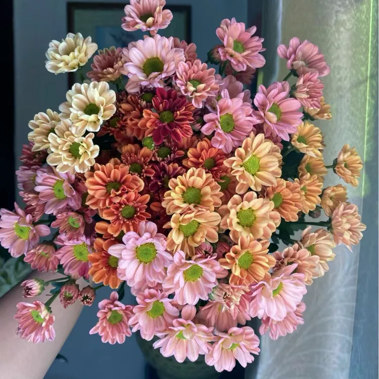 小雏菊系列昆明直发养护修剪叶子（两单顺丰包邮）