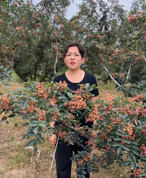 大红袍花椒郭姐家乡2025年去杆去籽精品新鲜大红袍花椒