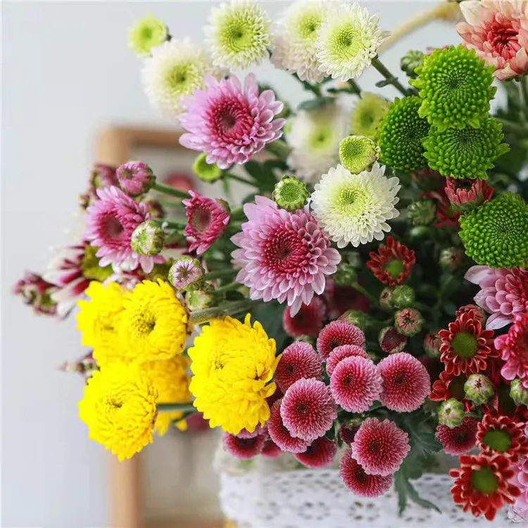 小雏菊10/20/30枝(混色或单色多选)新鲜云南昆明鲜基地直发室内花